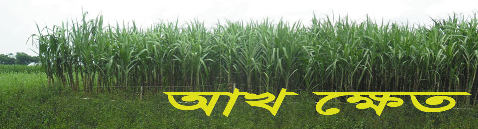 বহেরাতলা দক্ষিণ ইউনিয়ন তথ্য সেবা কেন্দ্র