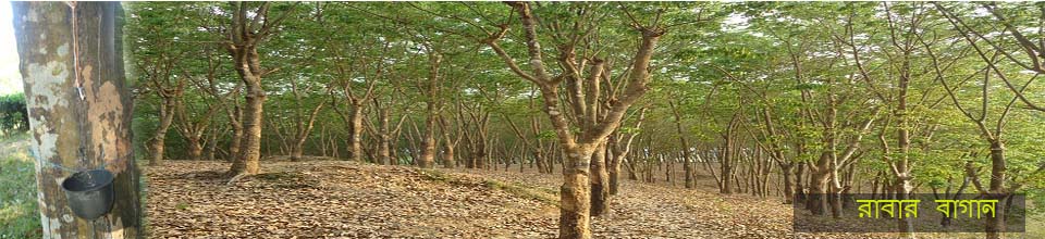 রাবার বাগান