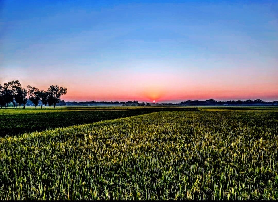 প্রাণবন্ত সবুজ প্রকৃতি