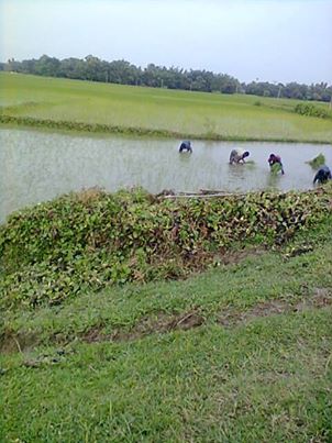 কৃষি ও প্রাণিসম্পদ