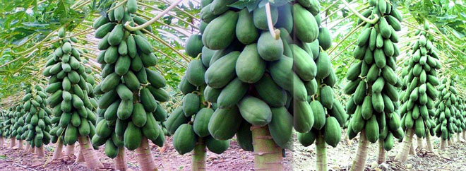 পেপে চাষ