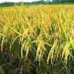 কৃষি ও প্রাণিসম্পদ