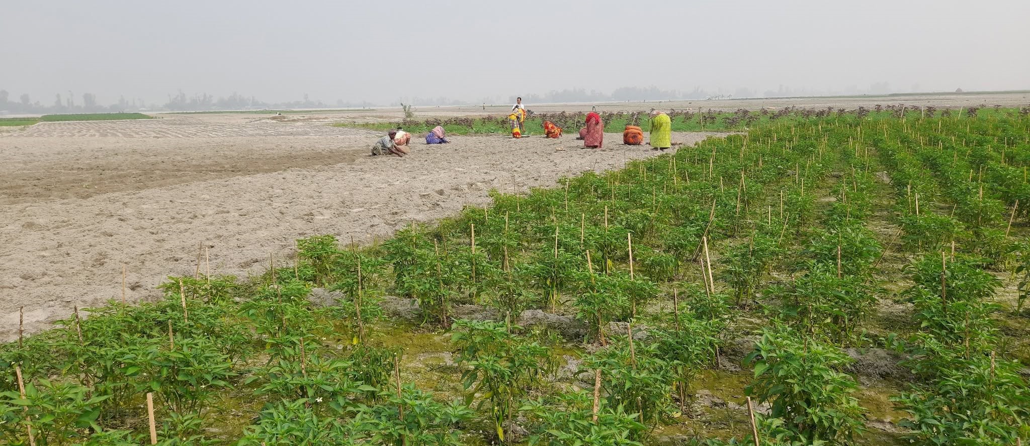 তিস্তার চরে মরিচ চাষ