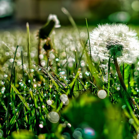 কৃষি ও প্রাণিসম্পদ