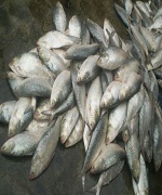 বিবিধ