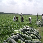 কৃষি ও প্রাণিসম্পদ