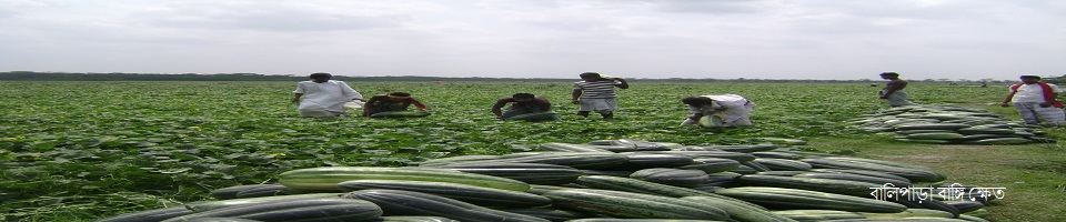 বালিপাড়া বাঙ্গি ক্ষেত