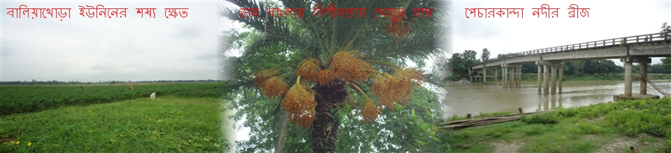 বিলুপ্তপ্রায় খেজুর গাছ