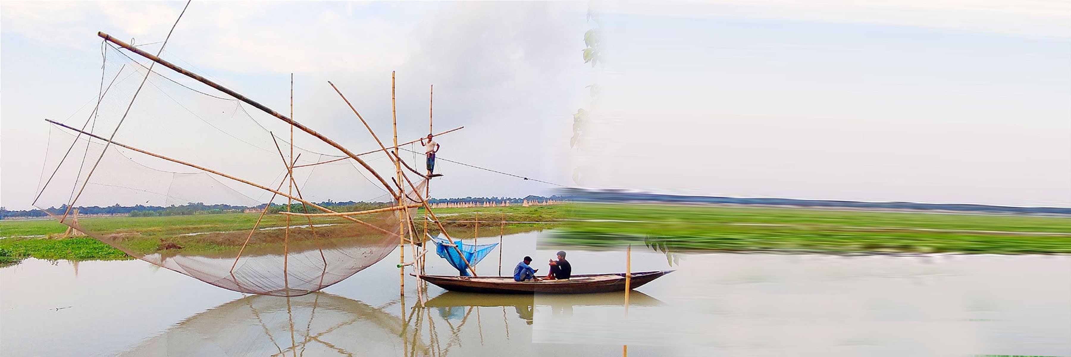 পিয়াজের ফুল,মুকুল অথবা পিঁয়াজের দানা