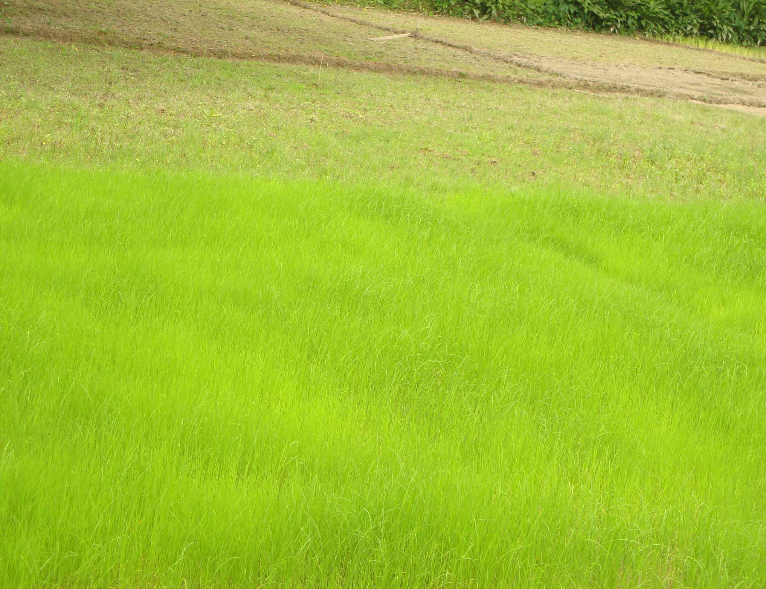 কৃষি ও প্রানিসম্পদ
