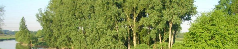 বন বিভাগের আওতাধীন সামাজিক বনায়ন