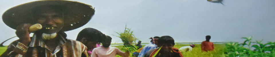 আমন ধানের বাম্পার ফলন