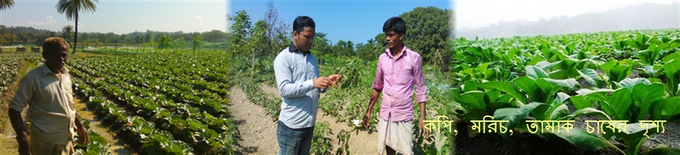 কপি, মরিচ, তামাক চাষের দৃশ্য