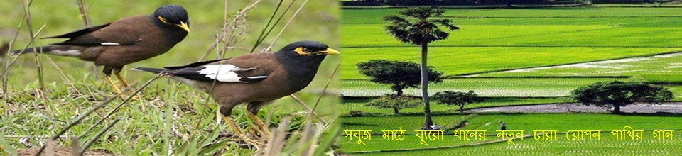 সবুজ মাঠে ব্যুরো ধানের নতুন চারা রোপন পাখির গান