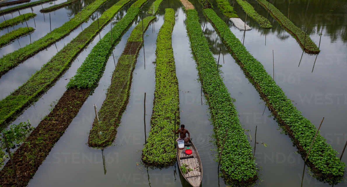 ভাসমান সবজি চাষ।