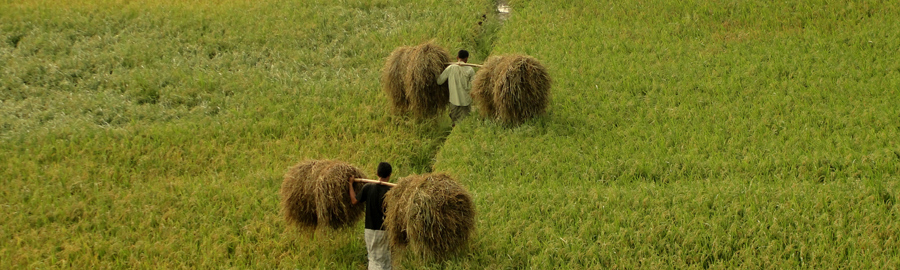 ধান কাটার মৌসুম