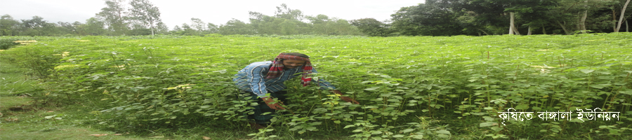 কৃষিতে বাঙ্গালা ইউনিয়ন