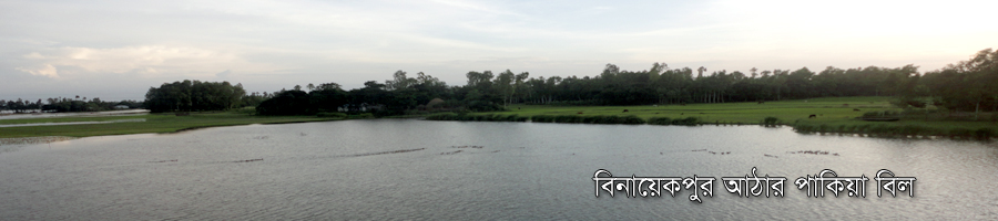 ২নং বাঙ্গালা ইউনিয়নের বিনায়েকপুর আঠার পাকিয়া বিল