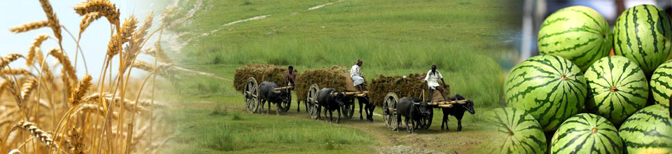 ব্যানার ৩