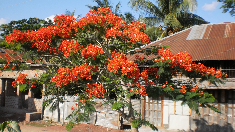 দৃশ্যাবলী