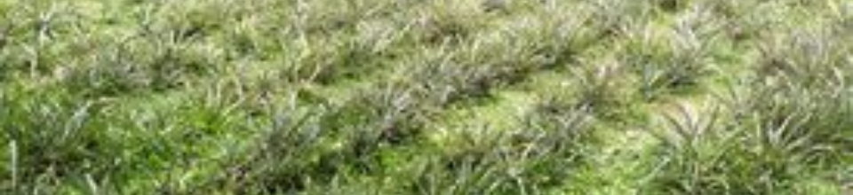 চন্ডিতলা আনারস চাষ