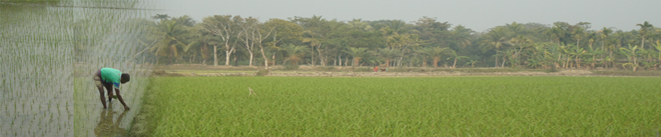 বারাকপুর ইউনিয়নের চাষিদের ধান রোপনের ছবি।