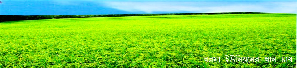 বরমা ইউনিয়নের ধানচাষ