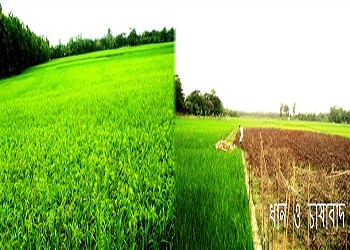বরমা ইউনিয়নের ধানচাষ