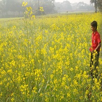 শরিষা ক্ষেত