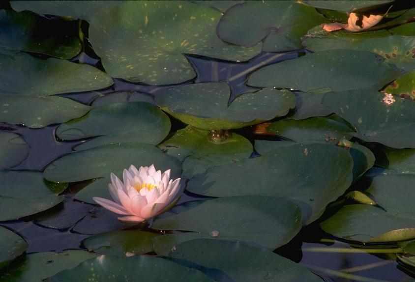 শাপলা ও শাপলার পাতা