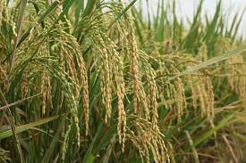 পাকা ধান