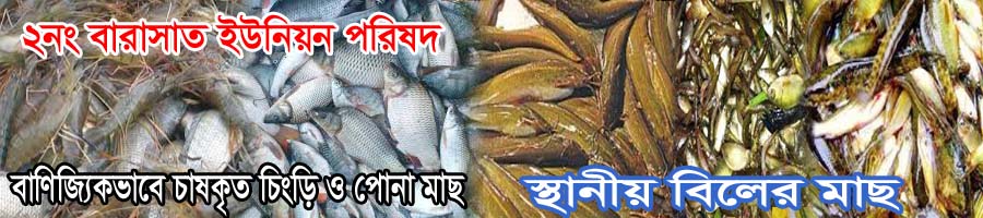 বারাসাত ইউনিয়নে উৎপাদিত বিভিন্ন প্রকার মাছ।