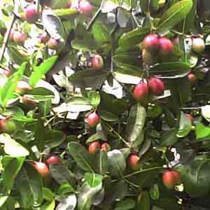 করমুচা ফল