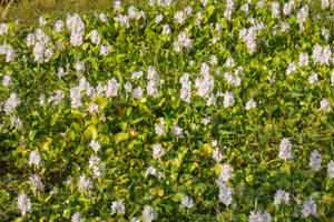 কচরীপানা