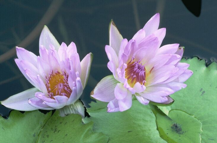 শাপলা ফুল