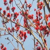 শিমুল গাছ