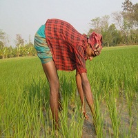 কৃষি জমি