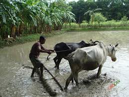 জমি চাষের দৃশ্য