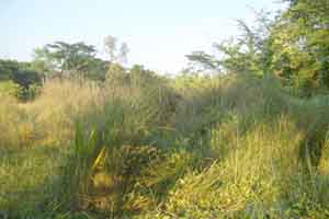 উলু বন(কাঁচা ঘর তৈরীর ছন)