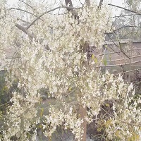 সজনী গাছের ফুল