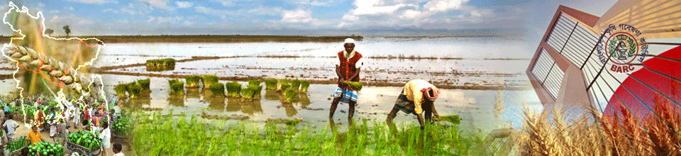 ধান চারা রোপণ(1)