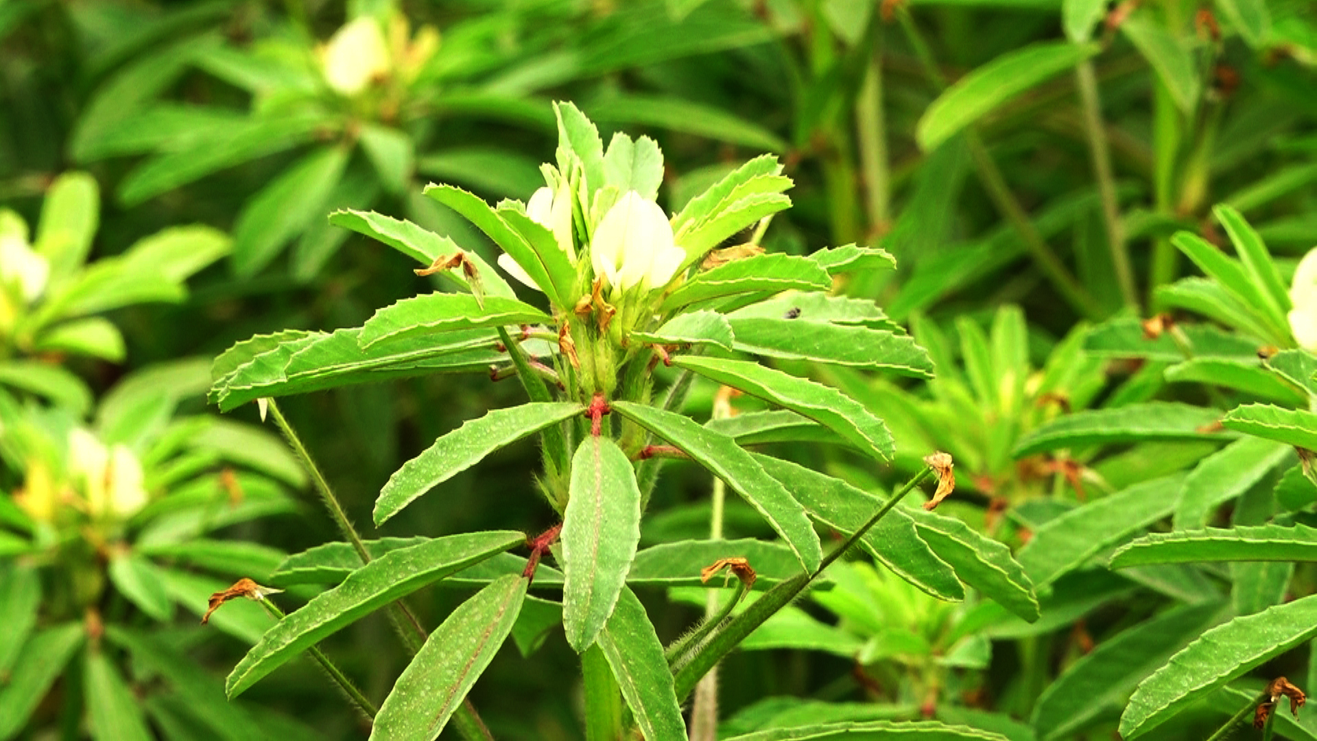 মেথি