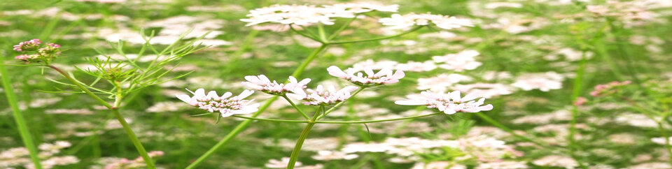 ধনিয়া