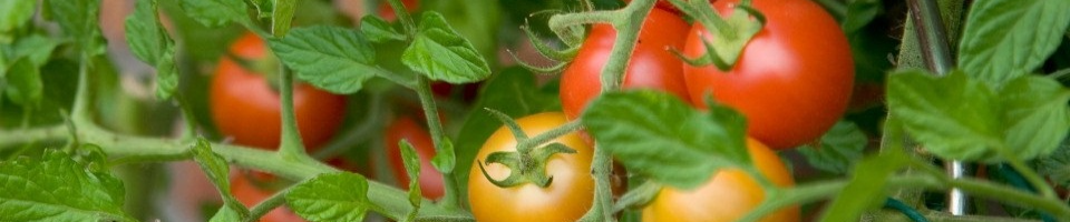 tomato