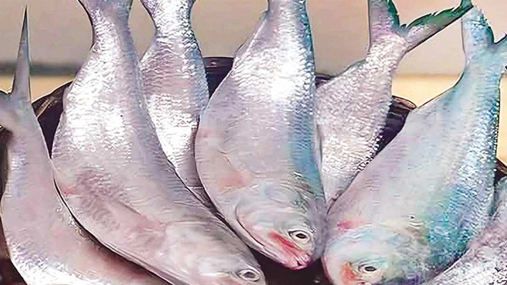 ইলিশ মাছ