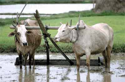 কৃষি ও প্রাণিসম্পদ