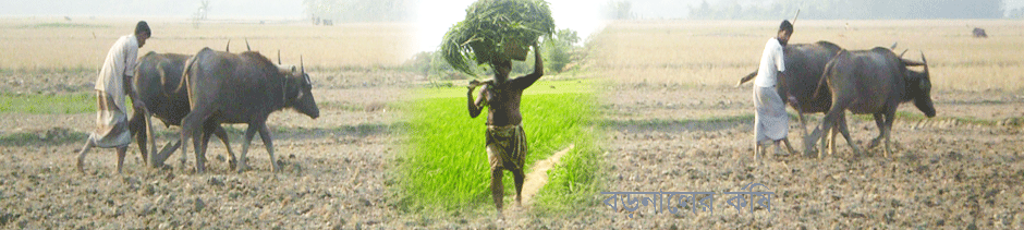 বড়নালের কৃষি জমিন