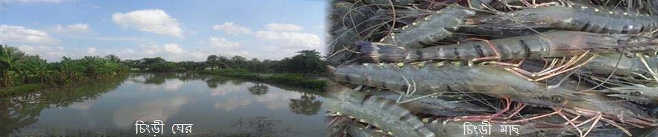 বড়বাড়িয়া চিংড়ী ঘের