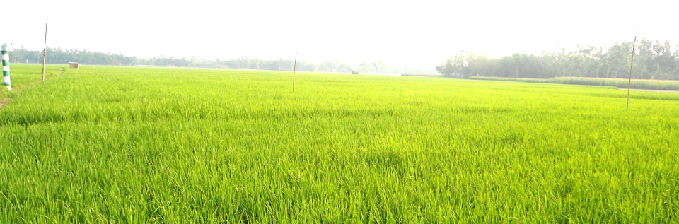 ইউনিয়ন পরিষদের কার্যাবলী
