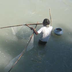 কৃষি ও প্রাণিসম্পদ